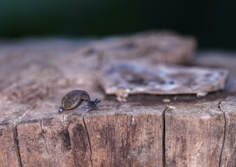 Close up small Common garden snails crawling in nature in Thailand ,macro