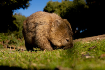 wombat in a bushland at maria island Tasmania