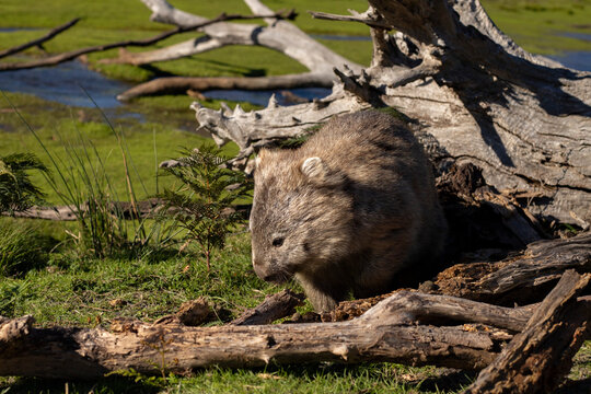 Wombat In A Bushland At Maria Island Tasmania