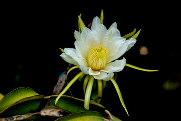 beautiful dragon fruit flower.