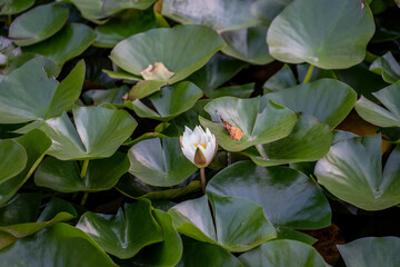Water lily flower on the lake