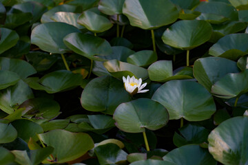 Water lily flower on the lake