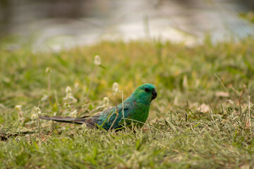 grass parrot hang on around the river
