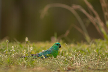 grass parrot hang on around the river