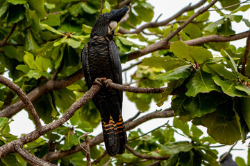 red tail black cockatoo  © David