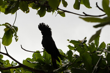 red tail black cockatoo  © David