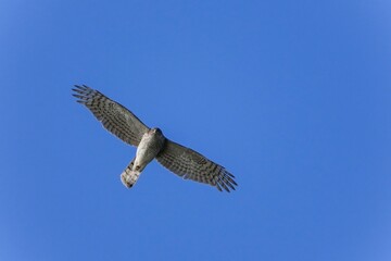 Obraz premium 青空バックに悠然と飛ぶハイタカ メス