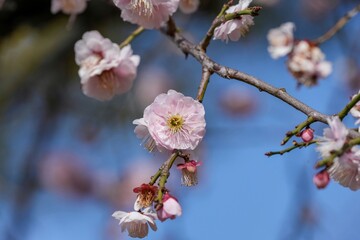 冬の日差しを浴びて咲くちょうど見頃の満開のピンクの梅