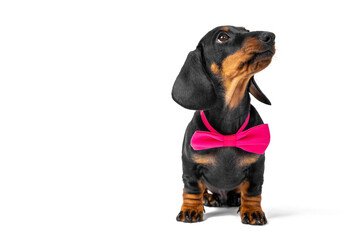 Portrait of cute dachshund puppy with pink bow tie around its neck, who obediently sits and looks...