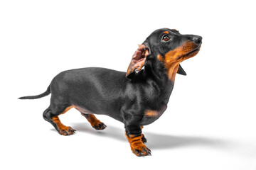 Adorable dachshund puppy stands and looks expectantly at someone isolated on white background, side...