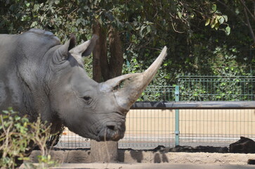Rinoceronte blanco en cautiverio