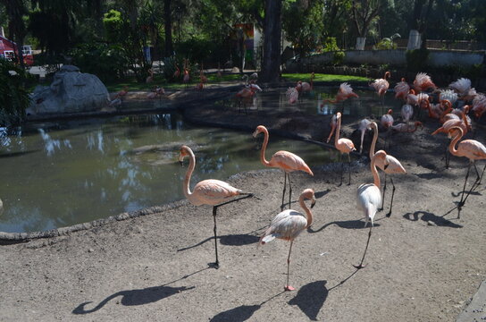 Flamencos rosados 