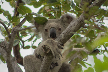 koala hang on on a gum tree