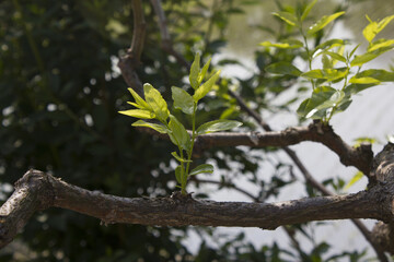 Leaves hanging from a jujube tree branch.