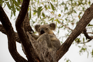koala hang on on a gum tree