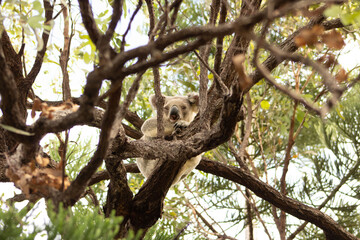 koala hang on on a gum tree