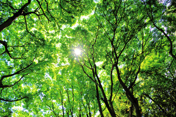 Fototapeta premium sunlight in the forest