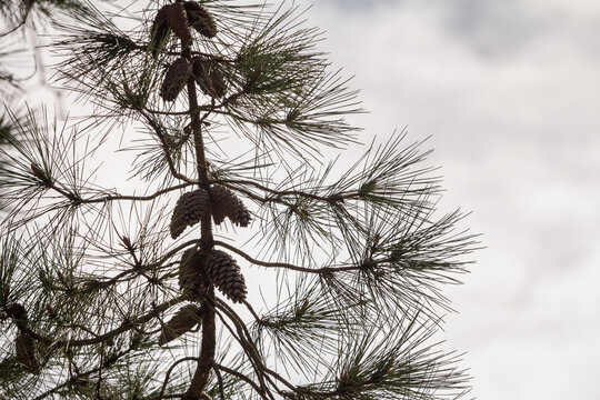 Selective blur on a conifer pine cone, or strobilus, on a pine tree with green branches and needles, taken during a sunny winter afternoon, in france, by the atlantic ocean.