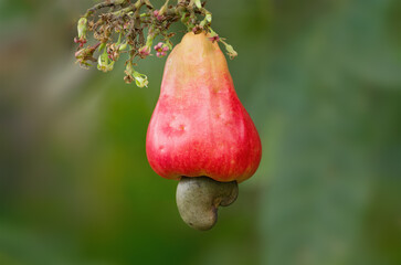 Image of a cashew fruit, Anacardium occidentale, hanging from tree. Photo taken in Panama.