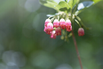 サラサドウダン