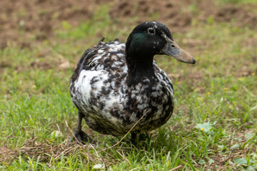 duck in the grass