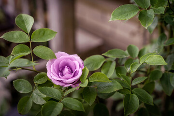 Lilac pastel soft pink rose on a bush, romantic garden bg