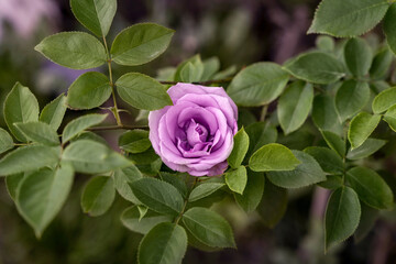 Lilac pastel soft pink rose on a bush, top view, green bokeh bg