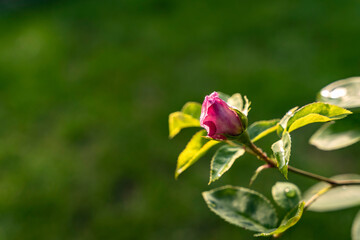 Pink rose bud isolated on a green bg