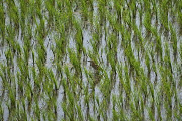green grass background