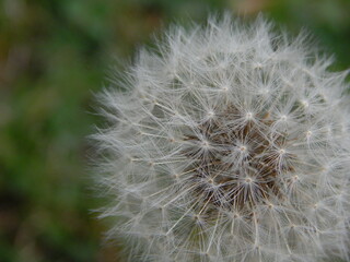 Fototapeta premium Dandelion closeup.