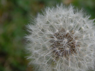 Dandelion closeup.