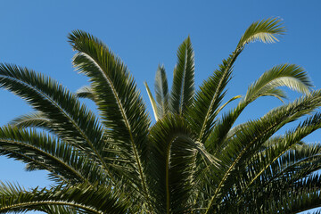 Fototapeta na wymiar Tropical palm leaf background, coconut palm trees. Summer tropical island, vacation pattern. Palms texture.