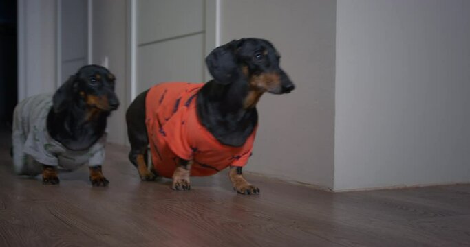 Two sad dachshund dogs in colorful t-shirts come into the room and look questioningly at owner in anticipation, low angle view. Hungry dogs are waiting for feeding or walking