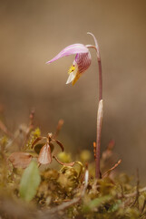 Fairy Slipper - Calypso bulbosa - Spring Flower