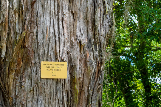 Historic Marker on Trunk of Old Baldcypress tree in Palmetto Island State Park, Louisiana, USA