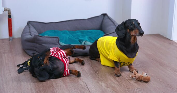 Dachshunds get scolded for their antics, the puppy lies down on the floor, embarrassed and afraid of punishment. Punishment of dogs for disobedience. Dogs are ashamed of their prank. 