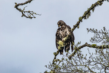 Young Eagle 