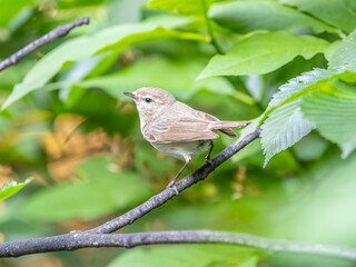 Obraz premium Common chiffchaff, lat. phylloscopus collybita, sitting on branch of bush in spring and looking for food