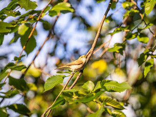 Common chiffchaff, lat. phylloscopus collybita, sitting on branch of bush in spring and looking for food