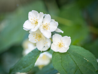 Mock Orange Philadelphus coronarius shrub flowering in spring