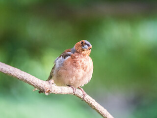 Common chaffinch, Fringilla coelebs, sits on a branch in spring on green background. Common chaffinch in wildlife.