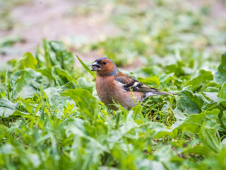 Common chaffinch, Fringilla coelebs, sits on the ground in spring. Common chaffinch in wildlife.