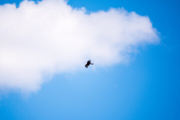 The bird of prey Black Kite flying in blue Sky