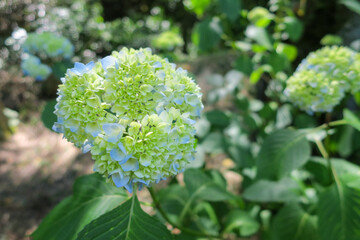 初夏に公園で咲く青、白の紫陽花の花、つぼみ