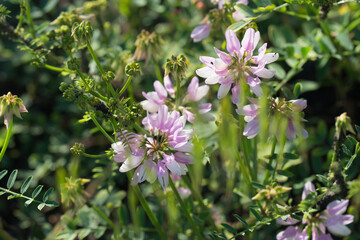 Securigera varia, purple crown vetch pink flowers closeup selective focus
