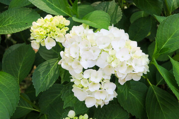 公園に咲く白い紫陽花の花
