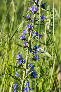Fototapeta Echium vulgare, viper's bugloss, blue flowers closeup selective focus