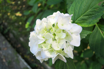 公園に咲く白い紫陽花の花