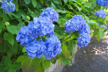 青く美しい紫陽花の花