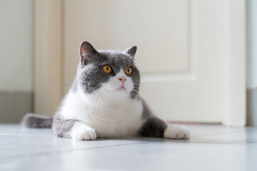 British Shorthair cat lying on the floor